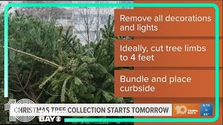 Christmas tree collection starts tomorrow in Tampa [upl. by Etnomed]