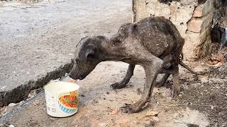 Emaciated stray dog batlike from malnutrition struggles by the garbage avoided by all [upl. by Joslyn]