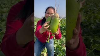 Enjoy remove radish harvesting activities from farmers with rural farming life reels radish 2024 [upl. by Talie]