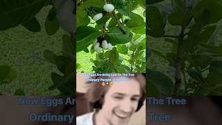 What is The white bhilawa tree 🌴 🥚 ytshorts shorts shortvideos viralvideos facts [upl. by Rawlinson]