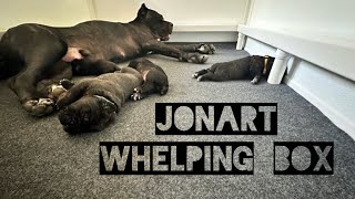 BEST whelping box  Jonart Most durable whelping box for puppies canecorso dogtraining dog [upl. by Allyson328]