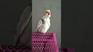 Cockatiel 🐥 cockatiel cockatielsinging birds cockatielsound parrot pets cute viralvideo [upl. by Enogitna]