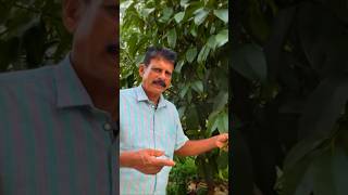 Mangosteen കൃഷിയെ പറ്റി കൂടുതൽ അറിയാം keralam agriculture krishi farming kerala [upl. by Annaek]