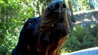 Coonhound howling [upl. by Ilhsa]