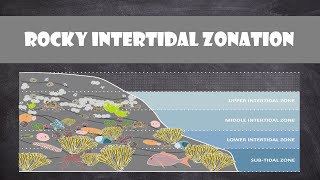 Rocky Intertidal Zonation  Oceanography [upl. by Culbert]