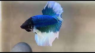 The Most Stunning Betta Fish Youve Ever Seen bettafish bettafishfight betta fish [upl. by Anuait]