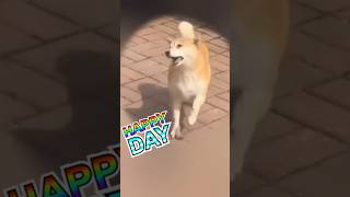 Happy Day funnypets cute dog doglover shortsfeed [upl. by Jacquie958]