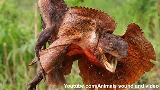 Frilled neck lizard sound and video [upl. by Rik]