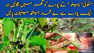 How to Grow amp care peelu macko peelak plant makoi plant k faidy benefits of solanum nigram [upl. by Hpesoj26]