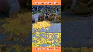 Sparrow Eating Birds viral shorts [upl. by Nilcaj]