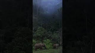 Munnar Western Ghats shorts ytshorts travelfromhome trending viral travel wildlife nature [upl. by Josh]