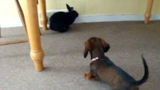 Rabbit vs Dachshund [upl. by Adnic]