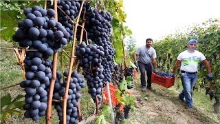 Amazing Grape Harvesting and Processing Grape Juice 🍇  Modern agricultural harvesting machines [upl. by Lawtun327]