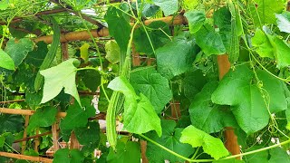 Grow Patola Luffa from seed in 10 weeks [upl. by Seditsira]