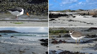 Isle of Mull Beaches  Ringed Plovers Rock Pipit and Oystercatchers [upl. by Arda]