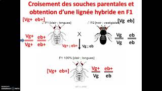 Méiose brassage génétique et gènes indépendants chez la drosophile le brassage inter chromosomique [upl. by Sibby]