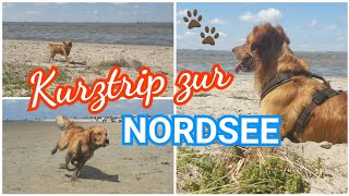 Geheimstrand nahe Emden  Hundestrand Norddeich [upl. by Icyaj]