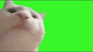 Cat Vibing Green Screen 1 minute [upl. by Kalil706]