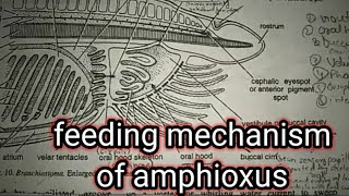 feeding mechanism of amphioxus part 2branchiostomalencet [upl. by Lamrert]