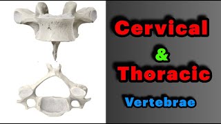 جلسه 2  آناتومی مهره های گردنی و سینه ای Anatomy of Cervical and Thoracic vertebrae [upl. by Prudi]