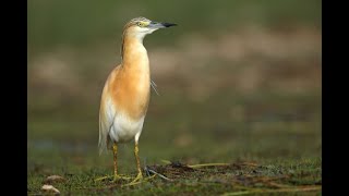 ÄŒOPASTA ÄŒAPLJA Squacco Heron Ardeola ralloides Scopoli 1769 [upl. by Nekcerb]