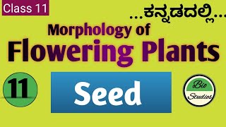 Class 11 ಕನ್ನಡದಲ್ಲಿ  Morphology of Flowering Plants  11 Seed [upl. by Salomie]