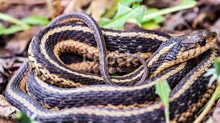 Mastering Garter Snake Care A Comprehensive Guide [upl. by Savvas]