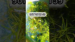 guppyfishtank liveplant ponds tamilgardeningtips shortfeed [upl. by Jacobine]