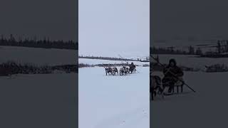 Reindeer herders arctic  Nomads Siberia nomadsofthefarnorthofyamal [upl. by Drugge]