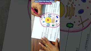 Animal Cell Diagram  Easy Animal Cell Diagram  Animal Cell Drawing [upl. by Asiram546]