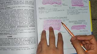 Stratified Epithelium  Complete Revision  Histology [upl. by Atived133]