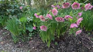 Lost Gardens of Heligan 2nd March 2023 [upl. by Emilie912]