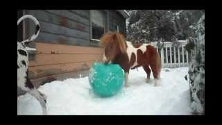 Great Dane amp Mini Horse in snow [upl. by Ardath611]