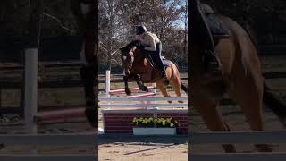 HORSE SHOW PREP JUMP SCHOOL horse equestrian horseriding [upl. by Mollie]