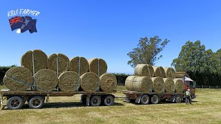 Loading Hay and Dipping more ewes [upl. by Asilem]