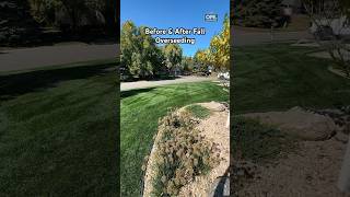 Before amp After Overseeding grass lawn beforeandafter lawncare shorts diy [upl. by English789]