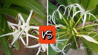 Hymenocallis littoralis Vs Crinum asiaticum know the difference जानिए क्या है अंतर Spider lily [upl. by Vi]