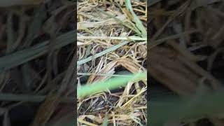 Snake slithers through the grass  a Grass Snake [upl. by Gerhardt]