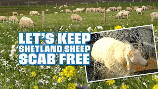 Lets keep Shetland sheep scab free [upl. by Falito314]