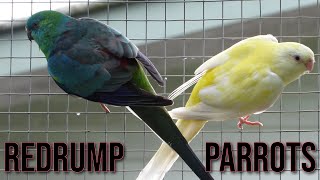 Red Rump Parrot Compilation [upl. by Ecirtam]