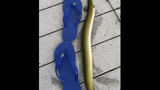 Overpeck County Park Leonia New JerseyFishing American Eel [upl. by Christopher]