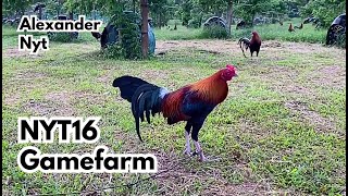 Big Farm in the Philippines NYT16 Gamefarm [upl. by Isidore]