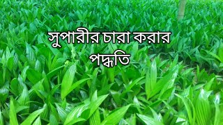 ARECA NUT FRAMINGBETEL NUT CULTIVATIONSupari chara korar poddoti [upl. by Abshier440]