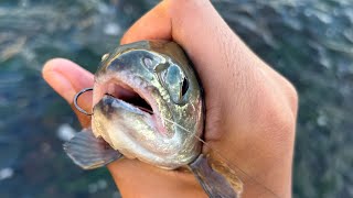 FISHING LOWER SALT RIVER [upl. by Onurb379]