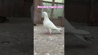 Saharanpuri Pigeon Umda shook Damadam [upl. by Ellsworth667]