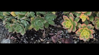 Aeonium Haworthii pinwheel vs Aeonium tricolor kiwi comparison [upl. by Ramas]