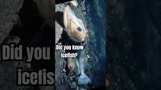 Did you know icefish [upl. by Dall214]