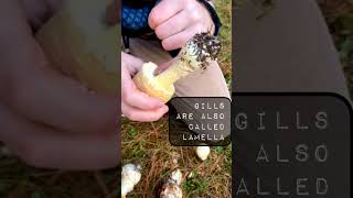 identifying the American Yellow Fly Agaric [upl. by Michale]