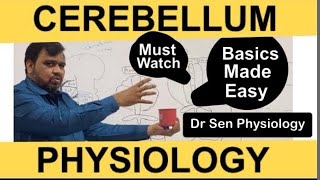 Cerebellum Physiology Divisions Cerebellar circuit 1 [upl. by Zavras]