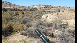 Swamp Birds on Pyrite Creek  Wyoming Upland amp English Setters [upl. by Warton]